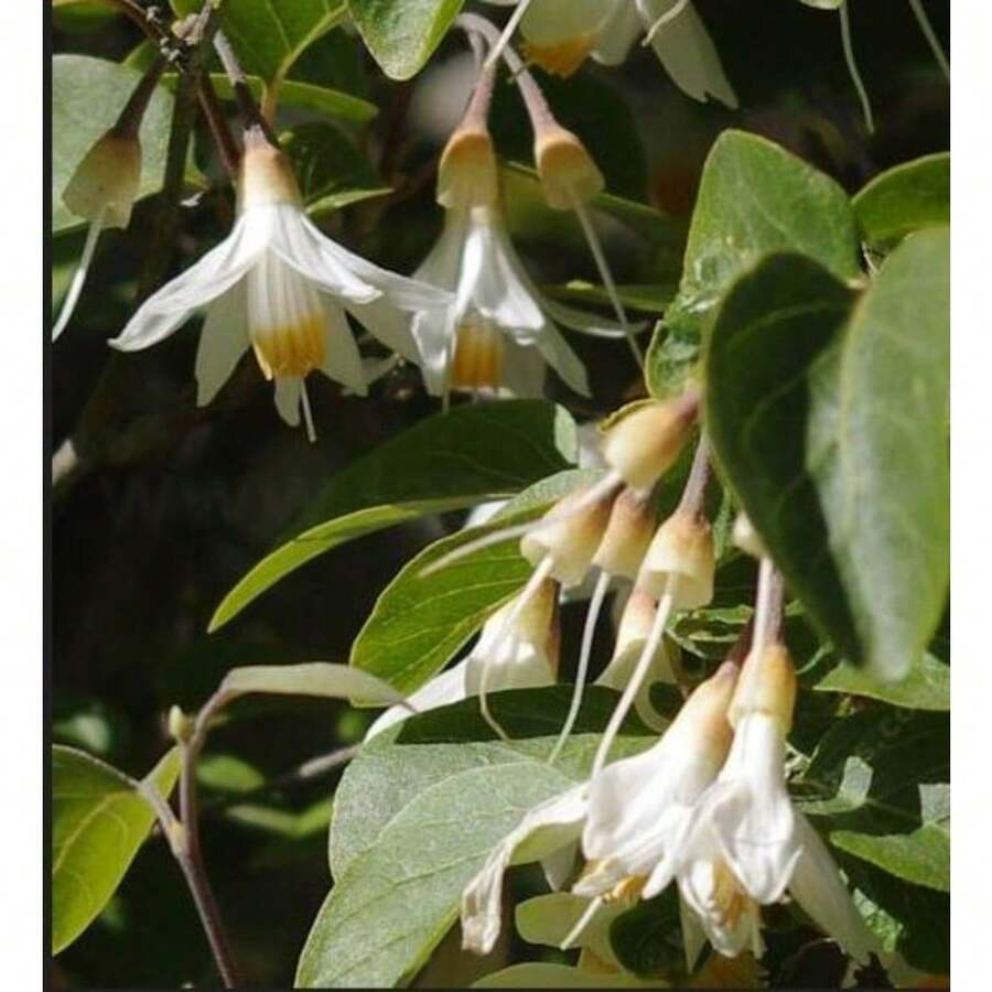 Seltene Non-GMO California Snowbell Seeds - 300seeds - View 1