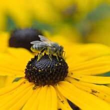 Semillas de Flor Black Eyed Susan para Plantar - Atrae Polinizadores - 3000 piezas - Ver 4