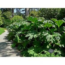 Almacén local planta ornamental de hoja gigante Scirpus, 30 semillas para jardinería, plantas decorativas para interior y exterior, crecimiento rápido, fácil de sembrar, resistente, paisajismo innovador y ecológico - paquete de 500 - Ver 3