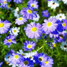 100 Mixed Varieties SWAN RIVER DAISY Chrysanthemums, Gardening, Flowers, Beautiful, Garden Gifts