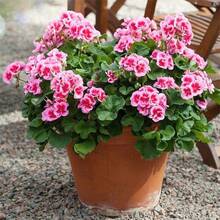 10+ Semillas de Geranio Plantas Perennes Flores de Jardín plantas vivas  de  semillas de vegetales plantas hosta plantas vivas plantas de jardinería semillas de flores plantas flores para exteriores semillas de flores para plantar plantas vivas  plantas para exteriores repelente de mosquitos plantas perennes de jardín semillas para plantar plantas vivas  no semillas semillas de flores perennes semillas de plantas - 10 - Ver 5