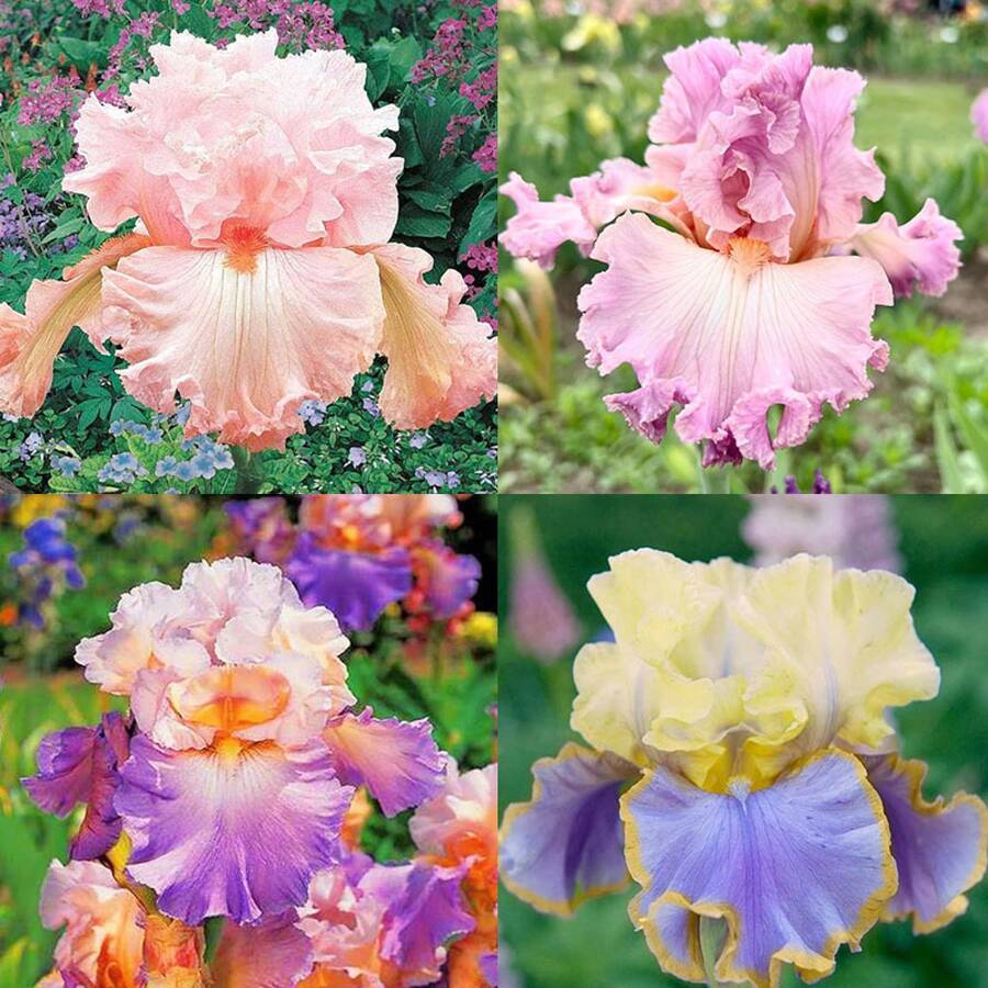 Semillas de orquídea iris, decoración de jardín para plantar flores al aire libre, plantas, frutas y verduras, adecuadas para amantes de las plantas como regalo de la naturaleza. - 50 piezas/semilla - Ver 1