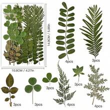 Dried Pressed Flowers Resin, Real Pressed Flowers Dry Leaves Bulk Natural Herbs Kit Scrapbooking Art Crafts, Resin Soap Candle Scrapbook Supplies Card Making Jewelry (Green) - 綠色 - 查看 12