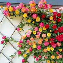 250+ semillas de mezcla de rosas trepadoras, flores hermosas para enrejados y vallas, jardín exterior, plantación fácil, floración prolongada, decoración paisajística natural, floricultura eco, hogar DIY - 250 - Ver 8