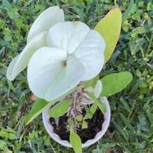 Corona de Espinas Hibrida Tailandesa Corona de Cristo 100 semillas jardín planta ornamental decorativa exterior resistencia perenne fácil germinación atractiva especial - Variante 1 - Ver 1