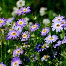 100 Mixed Varieties SWAN RIVER DAISY Chrysanthemums, Gardening, Flowers, Beautiful, Garden Gifts