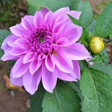 120pcs Seed Mixed Color Dahlia Seeds