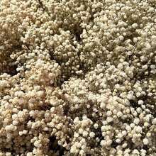 Free ShippingNatural Dried Gypsophila Flowers White S Breath Stems For Home Decor, Weddings, Crafts