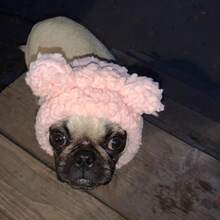 1pc Cute Pet Cat/Dog Ear Hat, Funny Bear Headdress/Headgear, Adjustable Soft Small Pet Headwear ,Panda Style For Cat Puppy Dog, Panda Ear Hat, Pet Warm Headwear For Winter - Multicolor - View 9