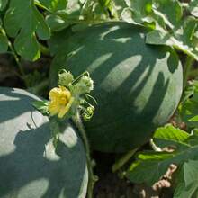 500 Seeds Bush Sugar Baby Watermelon Seeds Icebox Melon Heirloom Fruit Seeds Open Pollinated