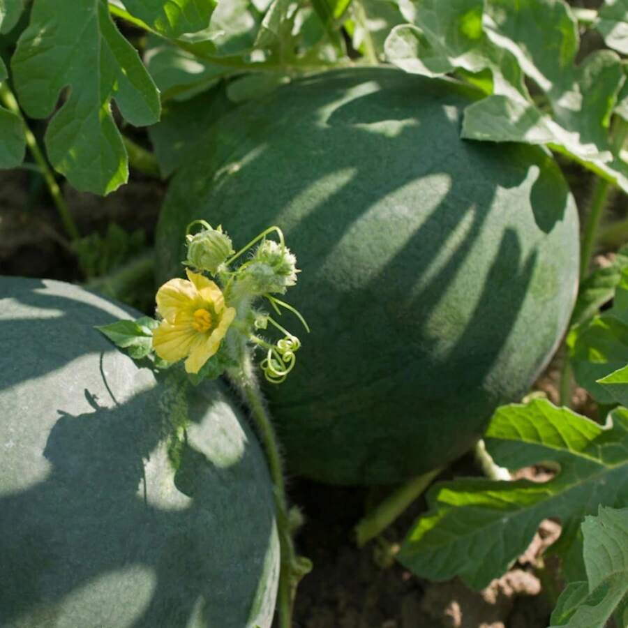 500 Seeds Bush Sugar Baby Watermelon Seeds Icebox Melon Heirloom Fruit Seeds Open Pollinated