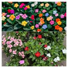 100 piezas de semillas mixtas de primula flor de changchun flor enana balcón jardín perenne flores ornamentales resistentes fáciles de sembrar colores variados para patios exteriores jardinería - 1 paquete - Ver 8
