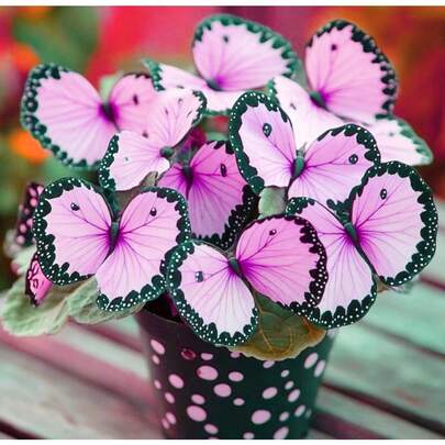 150pcs Moonlight Butterfly Begonia Seeds Beautiful Distinct Colored Plant