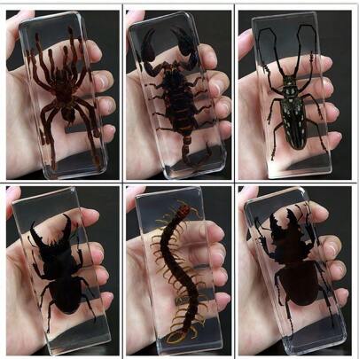 1 件大型彩色盒装昆虫标本 - 巨型蜘蛛 8 足生物、蝗虫、竹节虫、螳螂、锹形虫、蜈蚣、蝎子树脂水晶工艺品装饰，50+ 永久保存透明巨型千足虫动物模型工艺品，独特的节日/生日特别礼物