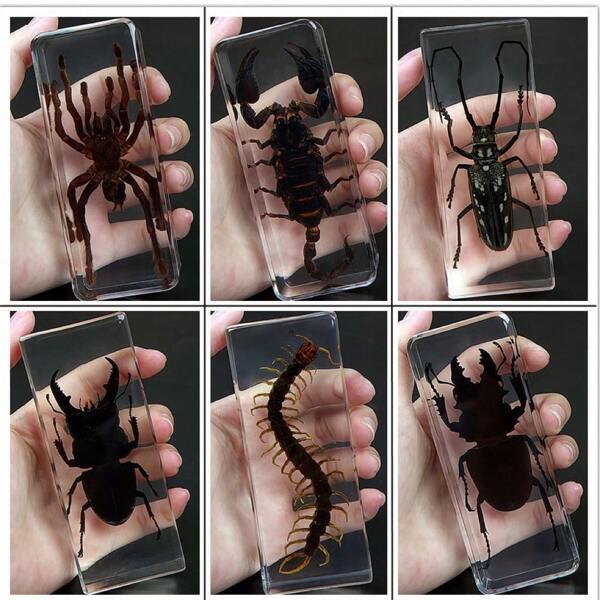 1 件大型彩色盒装昆虫标本 - 巨型蜘蛛 8 足生物、蝗虫、竹节虫、螳螂、锹形虫、蜈蚣、蝎子树脂水晶工艺品装饰，50+ 永久保存透明巨型千足虫动物模型工艺品，独特的节日/生日特别礼物