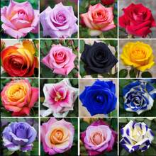 Mixed Color 200 Rose Seeds For Planting Flowers Perennial Rare Rose Seeds Non-GMO Heirloom Flowers Home Garden Great Garden Gifts - 變體1 - 查看 1