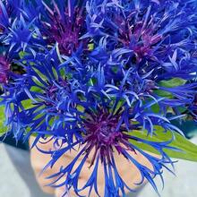 piezas de bálsamo de abeja azul escarlata, semilla de aciano - Monarda Didyma - planta perenne de floración rara y hermosa - 100 piezas - Ver 1