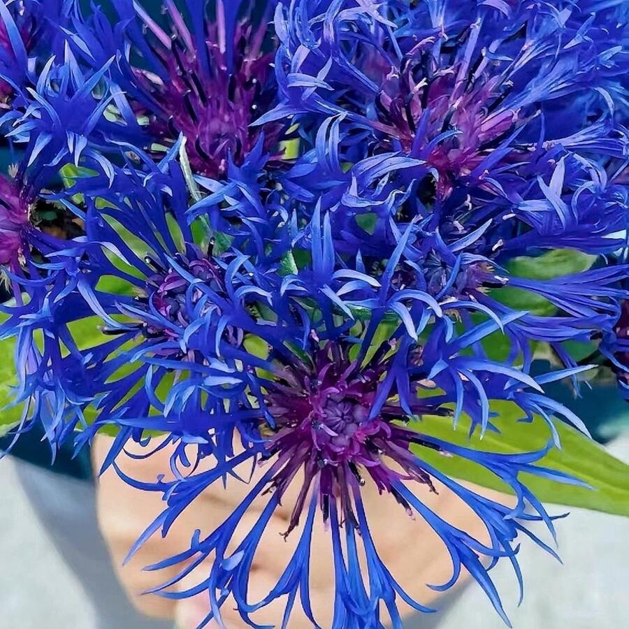 piezas de bálsamo de abeja azul escarlata, semilla de aciano - Monarda Didyma - planta perenne de floración rara y hermosa - 100 piezas - Ver 1