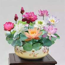 20 tipos de semillas de loto, adecuadas para plantar, polygonum, semillas de plantas acuáticas, plantas de estanque, semillas de plantas de jardín, plantas bonsai acuáticas germinadas - 20 - Ver 3