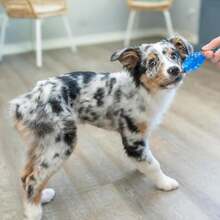 Outward Hound Cutie Chewies Hedgehog Dental Dog Chew Toy, Blue - Mini Orka and Fox - 查看 7