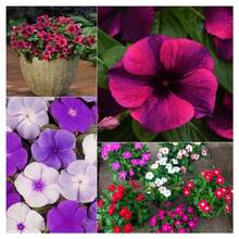 100 piezas de semillas mixtas de primula flor de changchun flor enana balcón jardín perenne flores ornamentales resistentes fáciles de sembrar colores variados para patios exteriores jardinería - 1 paquete - Ver 9