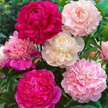 Chinese Peony Seeds Four Seasons Peony Seeds