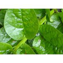 Variedad de espinaca Malabar de tallo verde - Paquete de 85 semillas de espinaca verde de hoja - No transgénica - Semillas de polinización abierta - 100 - Semillas - Ver 1