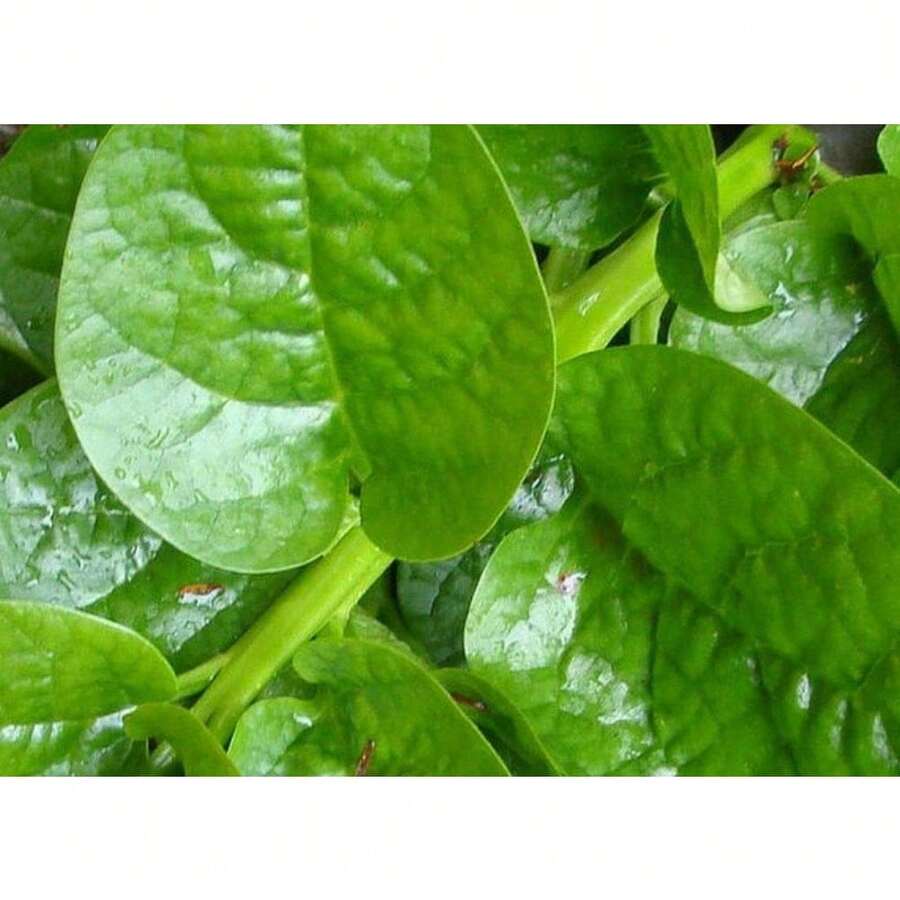 Variedad de espinaca Malabar de tallo verde - Paquete de 85 semillas de espinaca verde de hoja - No transgénica - Semillas de polinización abierta - 100 - Semillas - Ver 1