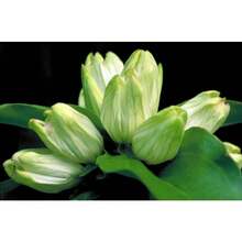 CREMA GENTIAN Ver Envío Semillas frescas y orgánicas de Gentiana flavida semillas de flores blancas para exteriores a granel hierba Gentiana alba - 50 semillas - Ver 1