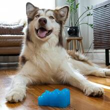 Outward Hound Gummiez Bear 2-In-1 Dental Dog Chew Toy And Dog Treat Stuffer Game, Blue Raspberry Scent, Blue - 熊 - 查看 8