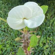 Corona de Espinas Hibrida Tailandesa Corona de Cristo 100 semillas jardín planta ornamental decorativa exterior resistencia perenne fácil germinación atractiva especial - Variante 1 - Ver 2