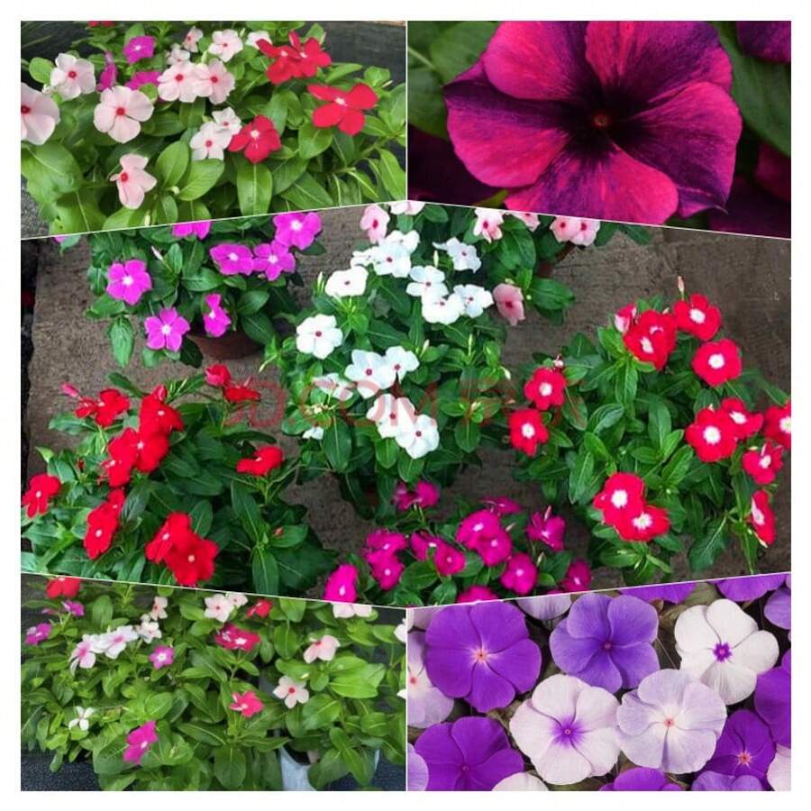100 piezas de semillas mixtas de primula flor de changchun flor enana balcón jardín perenne flores ornamentales resistentes fáciles de sembrar colores variados para patios exteriores jardinería - 1 paquete - Ver 1