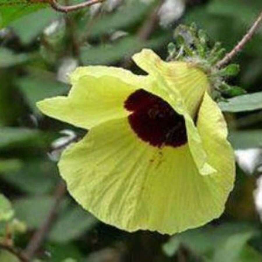 Semi Di Kenaf Rubino Rosso (Hibiscus Cannabinus) – 10+ Semi, Ed 085, Valeyrac Exotics