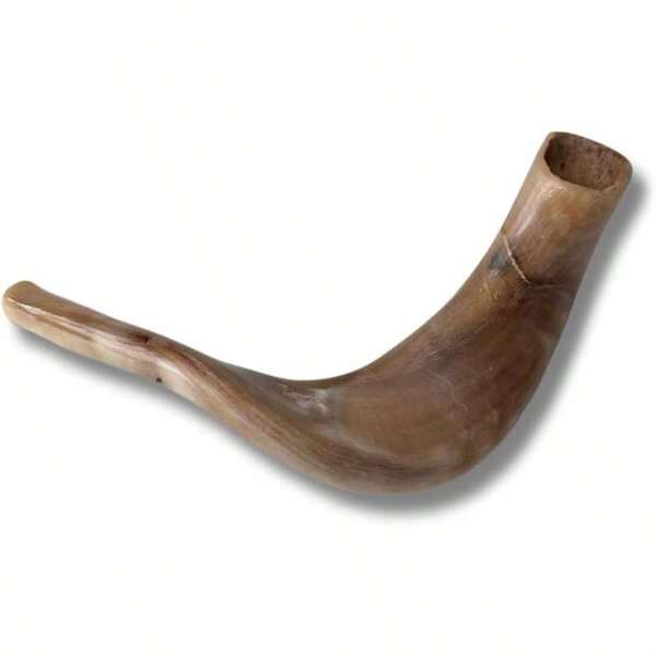Original Kosher Full Polished Ram Shofar Horn From  - Easy Blowing  Musical Instrument - Made In  By Spring Nahal (10&#34; - 12&#34;)