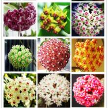 300 semillas mixtas de Hoya Carnosa - planta heredera de cera con plantas dulces,  de  de semillas de vegetales, plantas de hosta, plantas vivas, semillas de flores para jardinería, plantas para exteriores, semillas de flores para exteriores, plantas vivas, no semillas, plantas vivas de , plantas para exteriores, repelente de mosquitos, semillas de plantas perennes para jardín, plantas vivas de , no semillas, semillas de flores perennes, semillas de plantas - 300 - Ver 4