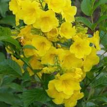 Tecoma Stans Esperanza Plant One Gallon Size - SEED - View 1