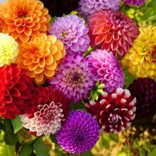 120pcs Seed Mixed Color Dahlia Seeds