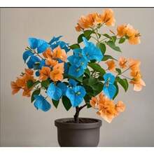 Semillas de Bougainvillea de doble pétalo resistentes al frío para bonsai de balcón y patio, florecen en las cuatro estaciones, fáciles de cuidar y mantener, semillas de Bougainvillea coloridas - 100 SEMILLAS - Ver 3