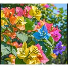 Semillas de Bougainvillea de doble pétalo resistentes al frío para bonsai de balcón y patio, florecen en las cuatro estaciones, fáciles de cuidar y mantener, semillas de Bougainvillea coloridas - 100 SEMILLAS - Ver 2