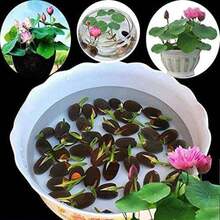 20 tipos de semillas de loto, adecuadas para plantar, polygonum, semillas de plantas acuáticas, plantas de estanque, semillas de plantas de jardín, plantas bonsai acuáticas germinadas - 20 - Ver 4