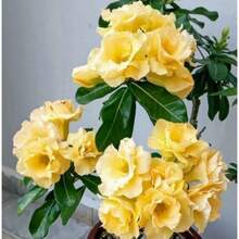 Semillas de Rosa del Desierto de color amarillo paquete de 120 piezas ideales para jardín exterior plantas ornamentales alta germinación flores resistentes decoración natural paisajismo fácil plantar - 120 piezas - Ver 3