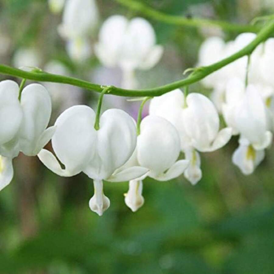 179 Pieces Of Rare White Bleeding Heart Seeds, Suitable For Planting Plants, Live  , Vegetable Seeds, Hosta Plants, Garden Flowers, Outdoor Flowers, Flower Seeds For Planting, Garden , All  Plants For Outdoors, Mosquito Repellent, Garden Plants, Seeds For Planting, Perennial Flower Seeds, Plant Seeds - 179 - View 1