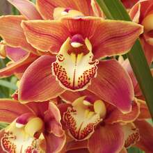 Red And Yellow Rose Seeds - Amazing Growth And Beautiful Roses For Planting, Flower Seeds, Easy To Plant, Indoor And Outdoor, Suitable For Pots And Gardens