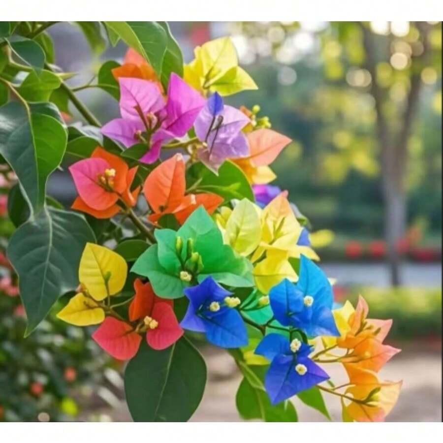 Semillas de Bougainvillea de doble pétalo resistentes al frío para bonsai de balcón y patio, florecen en las cuatro estaciones, fáciles de cuidar y mantener, semillas de Bougainvillea coloridas - 100 SEMILLAS - Ver 1