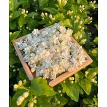 200 piezas oferta descuento semillas jazmín para plantar variedad flores blancas ornamentales germinación alta jardín exterior interior fácil cultivo decoración resistente - 200 semillas - Ver 4