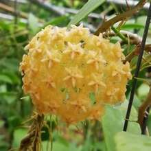 Mezcla de Hoya Carnosa-Planta de Cera de Flor de Porcelana 200 Semillas Planta de Flores Apocynaceae Resistente Planta de Interior Flores Dulces de Aroma Blanco Rosa Amarillo Verde Decoración de Jardín - Variante 1 - Ver 3