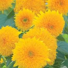 Seeds Gift 500Pcs 40 Sunflower Teddy Bear Seeds