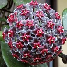 Mezcla de Hoya Carnosa-Planta de Cera de Flor de Porcelana 200 Semillas Planta de Flores Apocynaceae Resistente Planta de Interior Flores Dulces de Aroma Blanco Rosa Amarillo Verde Decoración de Jardín - Variante 1 - Ver 5