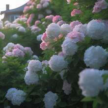 Repelente de mosquitos, semillas de hortensia 100, semillas de hortensia de verano sin fin, nuevas semillas del año, fácil de cultivar en jardín en maceta, paquete de plantación de cuatro estaciones. - 100 SEMILLAS - Ver 3