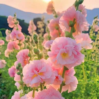 High Germination Rate 200pcs Capsules Double Petaled Sichuan Sunflower Seeds, Four Season Flowering, Outdoor Flower Seeds, Easy To Live Flower Seeds, Summer Garden Flower Seeds, Solitary Garden Decoration